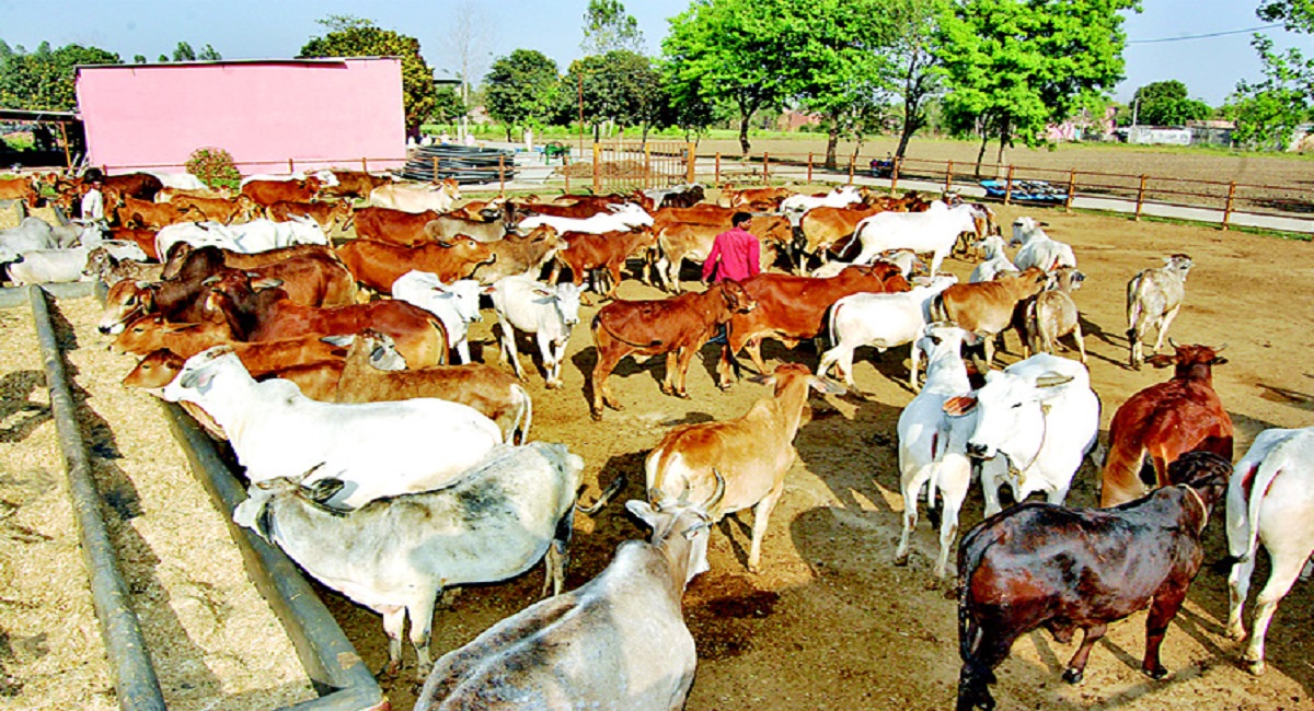Government budget allocations to SPCAs in Haryana state reveal systemic underfunding and implementation failure